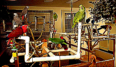 Our Weaner Room