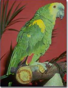 Blue Fronted Amazon Parrots