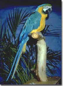 Blue and Gold Macaw