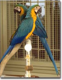 Large Macaws