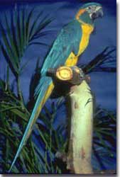 Blue Throated Macaw