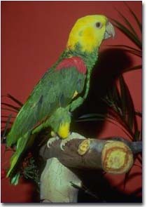 Double Yellow Headed Amazons