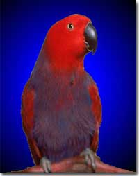 Electus Parrot