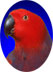 Eclectus Parrots