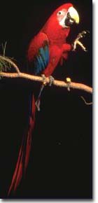 Green Winged Macaw