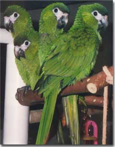 Our Parrots Come First!