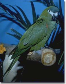 Hahn's Miniature Macaw