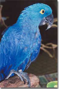 Hyacinth Macaw