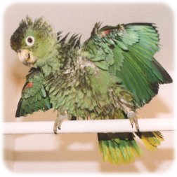 At Avalon Aviary - Young Mealy