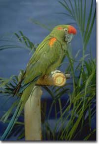 Red Fronted Macaw