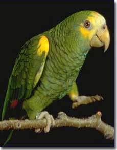 Yellow Shouldered Amazon